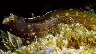 Acanthemblemaria betinensis im Aquarium halten