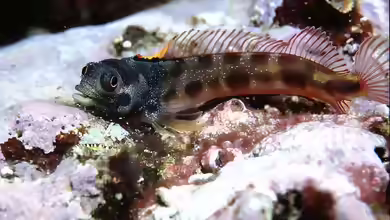 Acanthemblemaria hastingsi im Aquarium halten