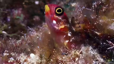 Acanthemblemaria mangognatha im Aquarium halten