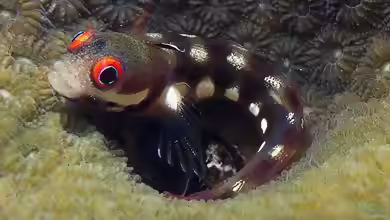 Acanthemblemaria rivasi im Aquarium halten