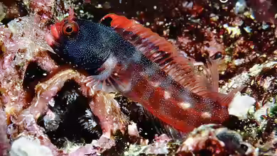 Acanthemblemaria stephensi im Aquarium halten