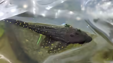 Acanthicus adonis im Aquarium halten