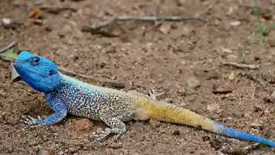 Acanthocercus atricollis im Terrarium halten