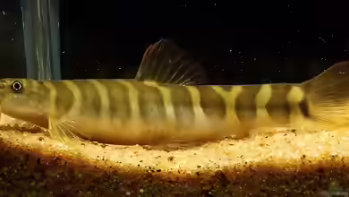 Acanthocobitis urophthalmus im Aquarium halten