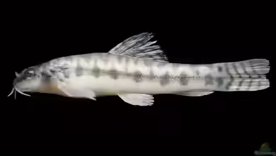 Acanthocobitis zonalternans im Aquarium halten
