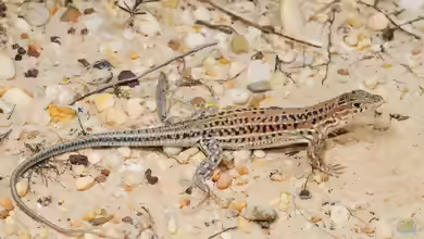 Acanthodactylus erythrurus im Terrarium halten