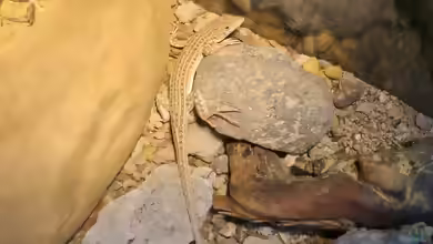 Acanthodactylus pardalis im Terrarium halten