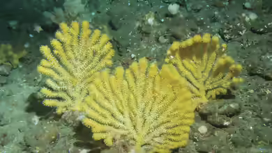 Acanthogorgia gracillima im Aquarium halten