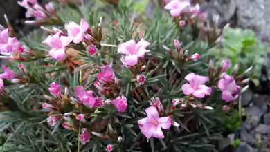 Acantholimon ulicinum im Garten pflanzen