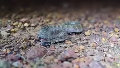 Acanthophis rugosus: Raunackige Todesotter im Terrarium halten