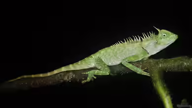 Acanthosaura armata im Terrarium halten