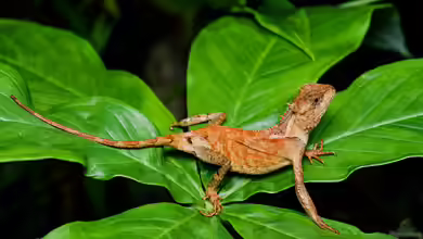 Acanthosaura lepidogaster im Terrarium halten