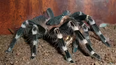 Acanthoscurria geniculata im Terrarium halten