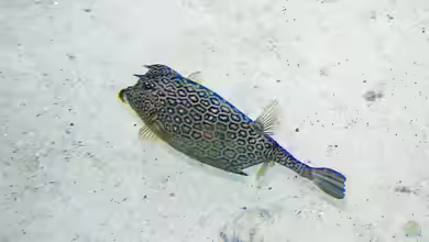 Acanthostracion polygonius im Aquarium halten