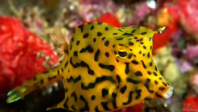 Acanthostracion quadricornis im Aquarium halten