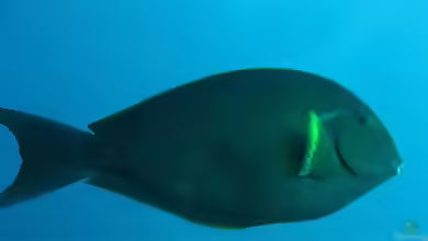 Acanthurus albipectoralis im Aquarium halten