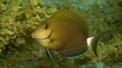 Acanthurus bahianus im Aquarium halten