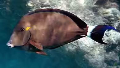 Acanthurus blochii im Aquarium halten