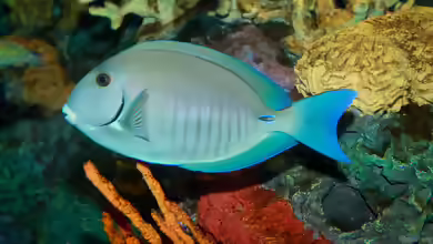 Acanthurus chirurgus im Aquarium halten