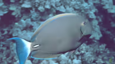 Acanthurus dussumieri im Aquarium halten