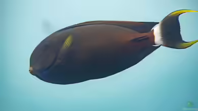 Acanthurus fowleri im Aquarium halten