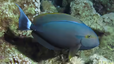 Acanthurus gahhm im Aquarium halten