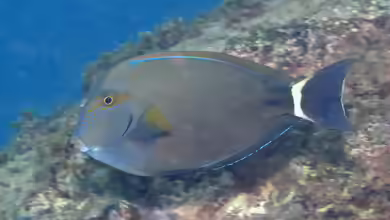 Acanthurus grammoptilus im Aquarium halten
