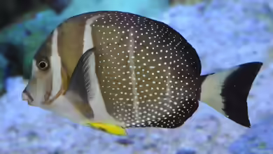 Acanthurus guttatus im Aquarium halten