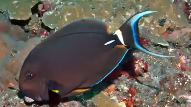 Acanthurus leucocheilus im Aquarium halten
