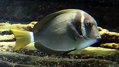 Acanthurus leucopareius im Aquarium halten