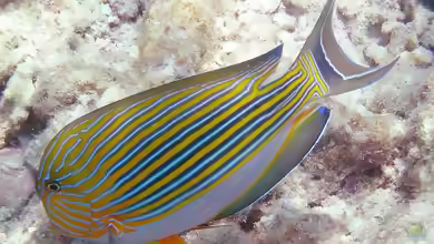 Acanthurus Lineatus im Aquarium halten