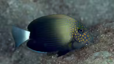 Acanthurus maculiceps im Aquarium halten