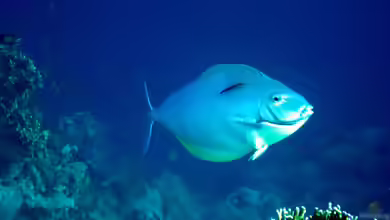 Acanthurus mata im Aquarium halten