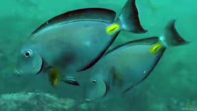 Acanthurus monroviae im Aquarium halten