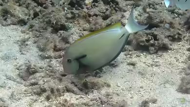 Acanthurus nigricauda im Aquarium halten