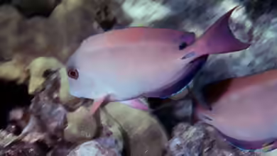 Acanthurus nigrofuscus im Aquarium halten