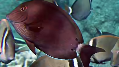Acanthurus nigroris im Aquarium halten