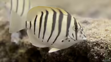 Acanthurus polyzona im Aquarium halten