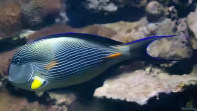 Acanthurus sohal im Aquarium halten