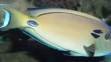 Acanthurus tennentii im Aquarium halten