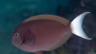 Acanthurus thompsoni im Aquarium halten
