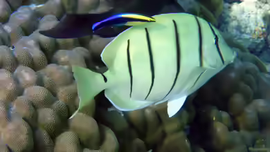 Acanthurus triostegus im Aquarium halten