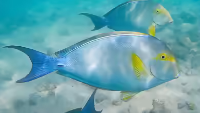 Acanthurus xanthopterus im Aquarium halten