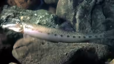 Acantopsis octoactinotos im Aquarium halten