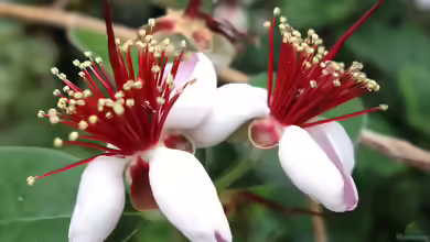 Acca sellowiana im Garten pflanzen