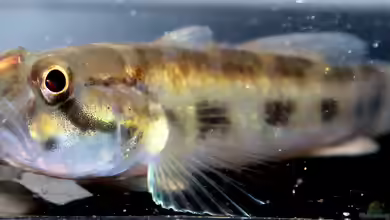 Acentrogobius viridipunctatus im Aquarium halten