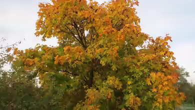 Acer campestre im Garten pflanzen