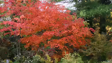 Acer japonicum im Garten pflanzen