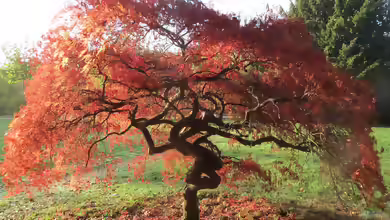 Acer palmatum im Garten pflanzen