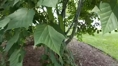 Acer pensylvanicum im Garten pflanzen